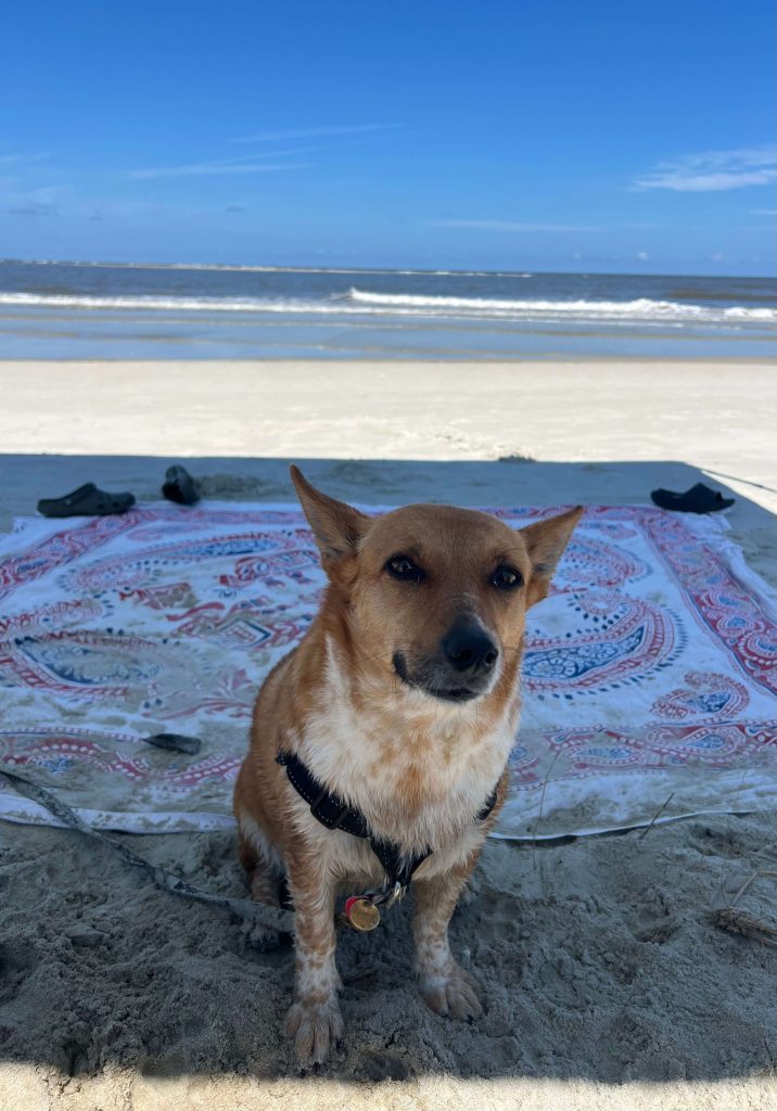 Miss Ma'am the dog with beach and ocean behind her